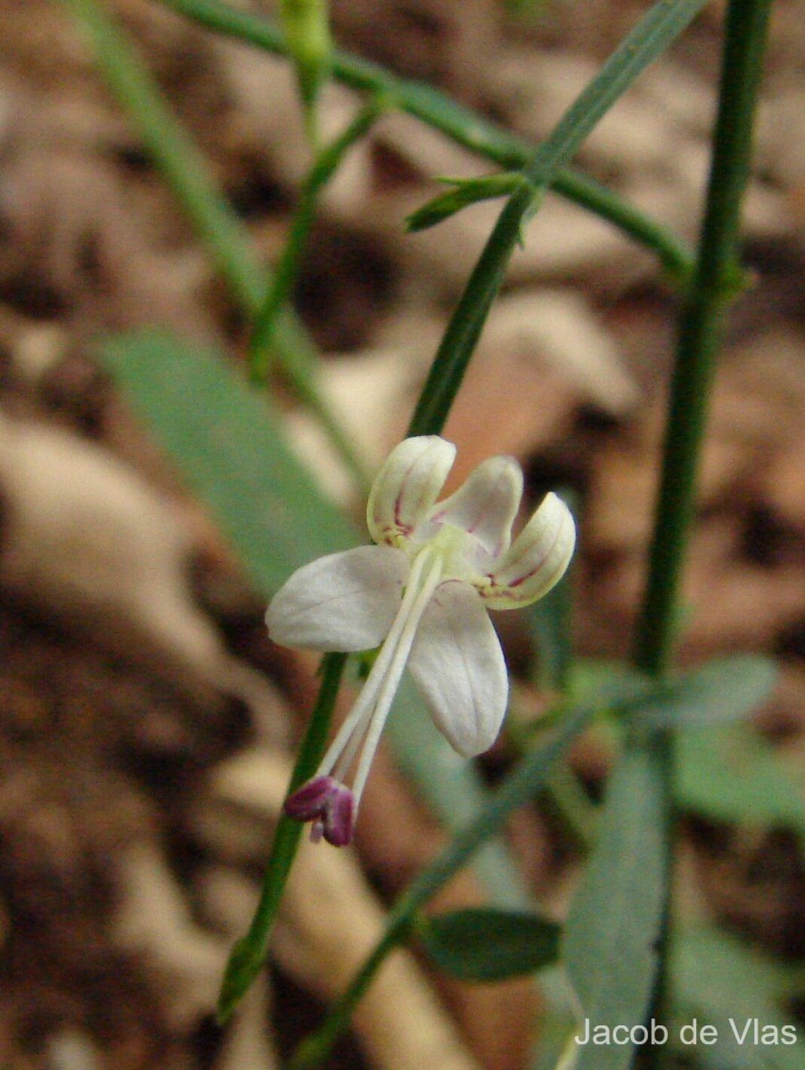 Andrographis alata (Vahl) Nees